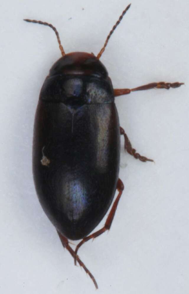 Image of Hydroporus tristis (Paykull 1798)