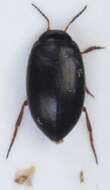 صورة Hydroporus nigrita (Fabricius 1792)