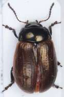 Image of Chrysolina (Chalcoidea) marginata (Linnaeus 1758)