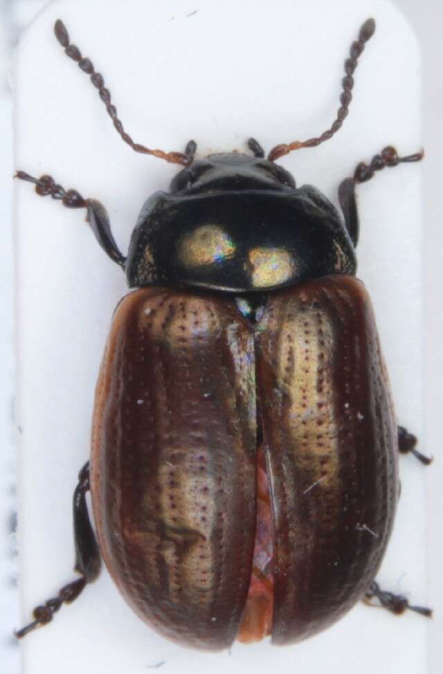 Image of Chrysolina (Chalcoidea) marginata (Linnaeus 1758)