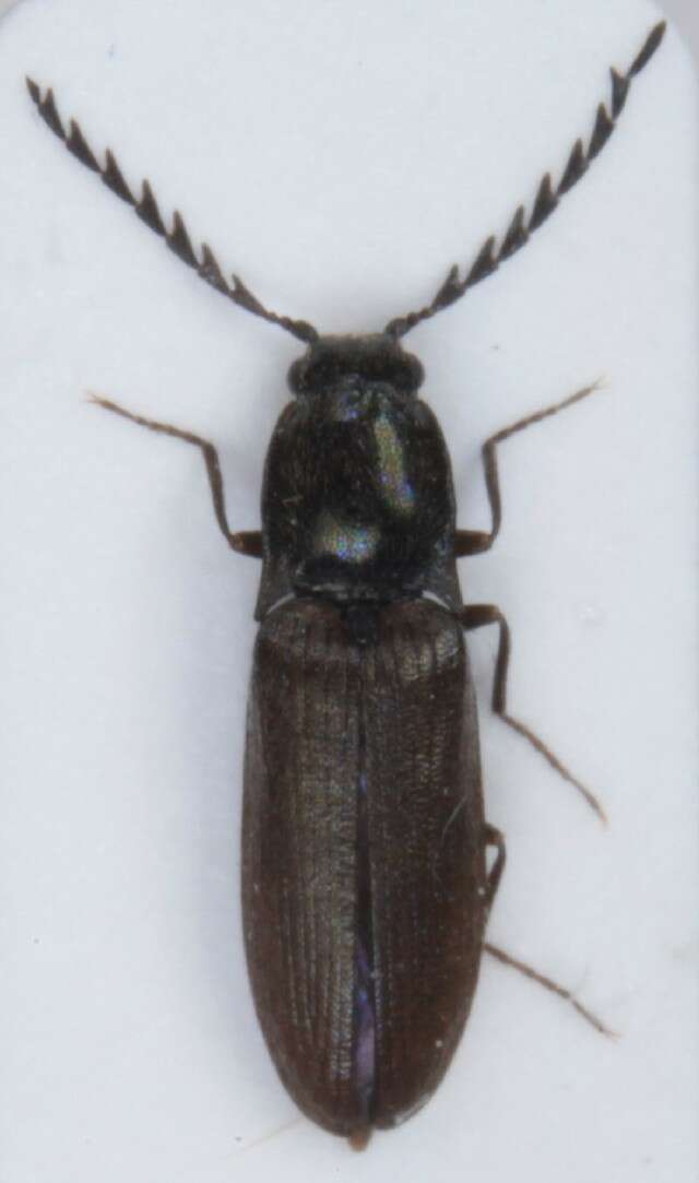 Image of <i>Orithales serraticornis</i>