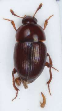 Image of Leiodes obesa (Schmidt & W. L. E. 1841)