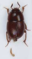 Image of Leiodes obesa (Schmidt & W. L. E. 1841)