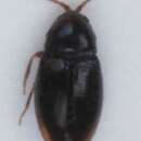 صورة <i>Atomaria nitidula</i>