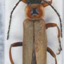 Слика од <i>Cantharis quadripunctata</i>