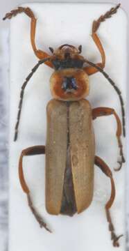 Слика од <i>Cantharis quadripunctata</i>