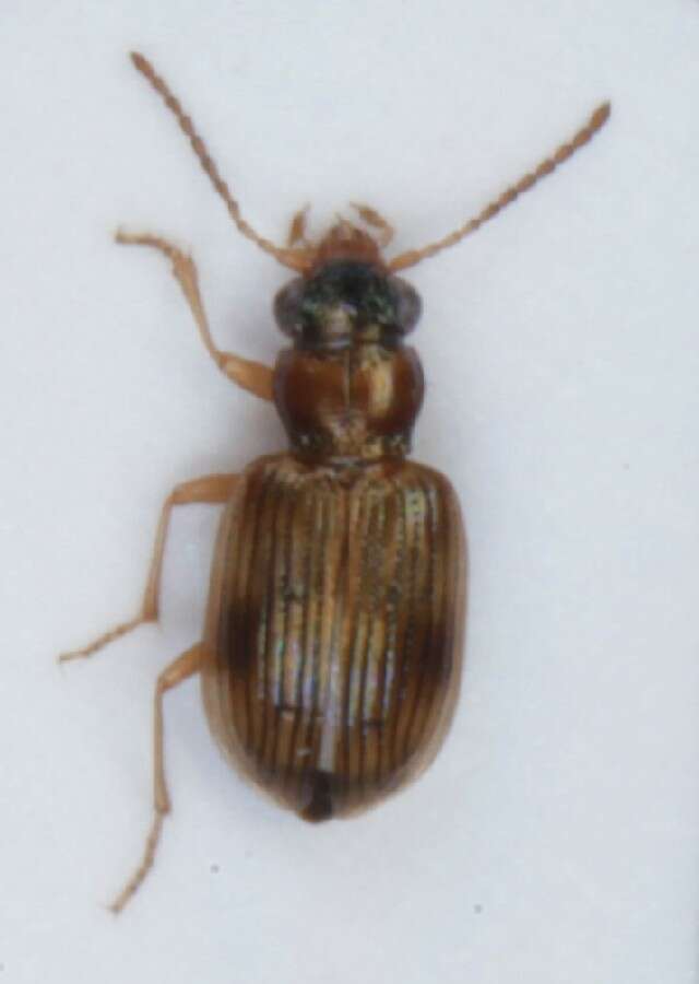 Image de Bembidion (Paraprincidium) ruficolle (Panzer 1796)