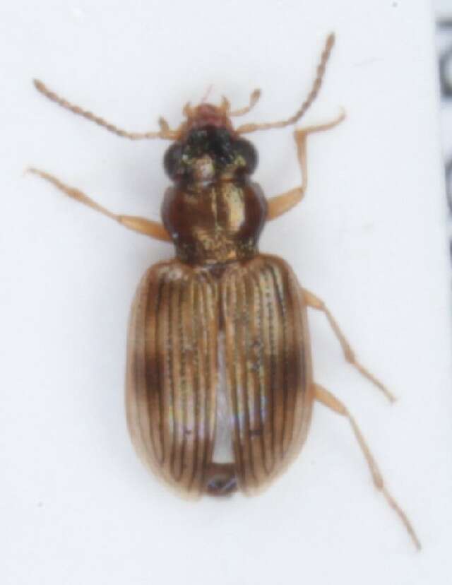 Image de Bembidion (Paraprincidium) ruficolle (Panzer 1796)