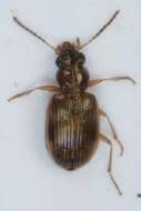 Image de Bembidion (Paraprincidium) ruficolle (Panzer 1796)