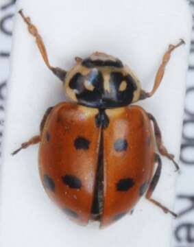 Image of Lady beetle