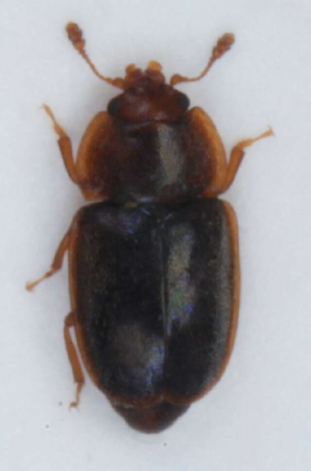 Image of <i>Epuraea contractula</i>