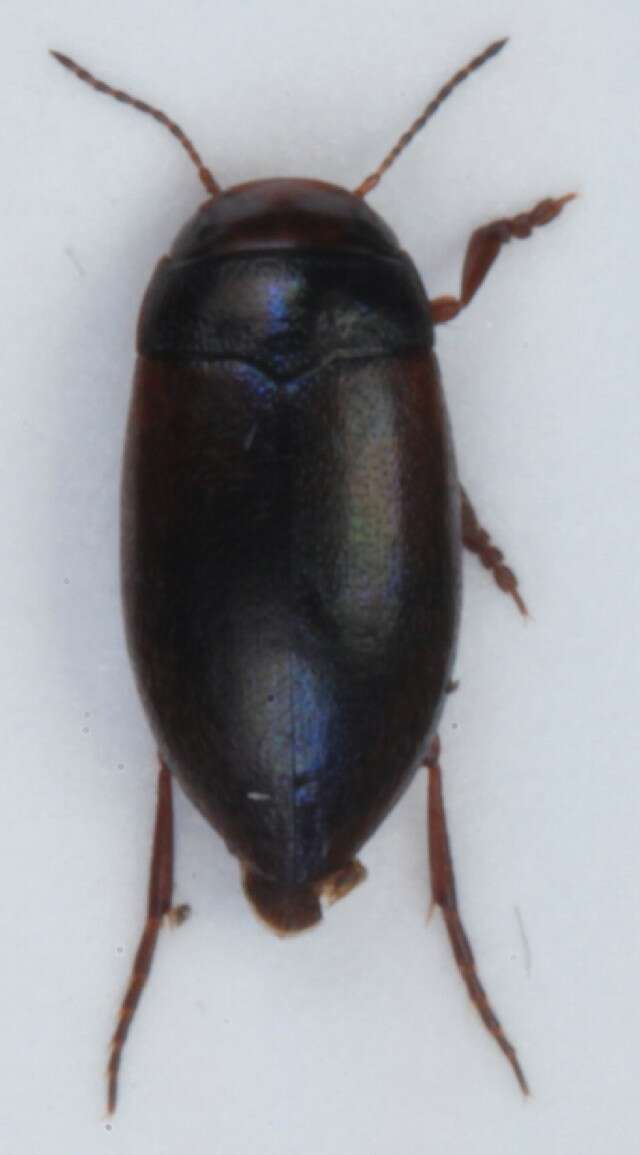 Image of Hydroporus tristis (Paykull 1798)