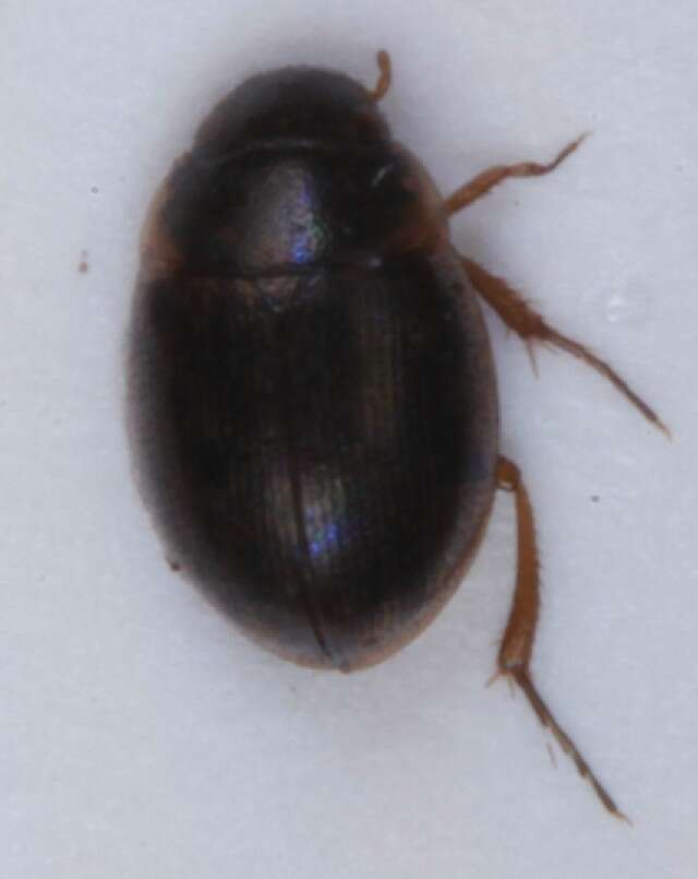 Laccobius (Laccobius) minutus (Linnaeus 1758) resmi