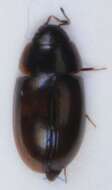 Image of Enochrus (Methydrus) affinis (Thunberg 1794)