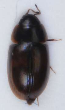 Image of Enochrus (Methydrus) affinis (Thunberg 1794)