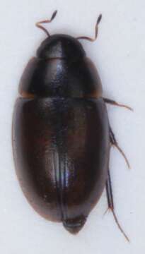 Image of Enochrus (Methydrus) affinis (Thunberg 1794)