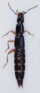 Image of Rove beetle