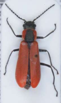 Image of <i>Anthocomus rufus</i>