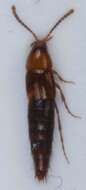 Image of Ischnosoma splendidum (Gravenhorst 1806)