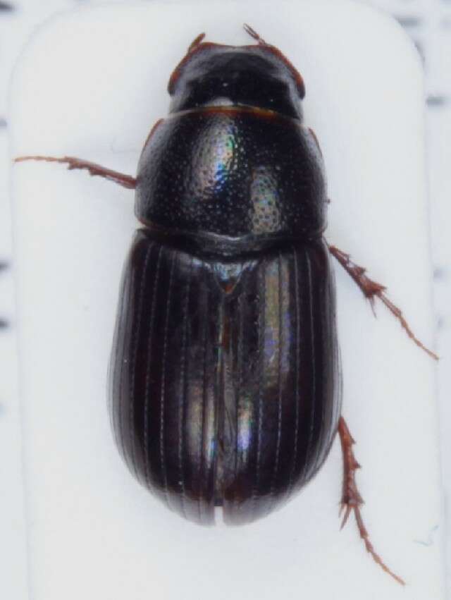 Image of Aphodius piceus