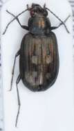 Bembidion (Bracteon) lapponicum Zetterstedt 1828的圖片