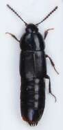 Image of Tachinus (Tachinus) elongatus Gyllenhal 1810