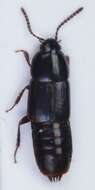 Image of Tachinus (Tachinus) elongatus Gyllenhal 1810