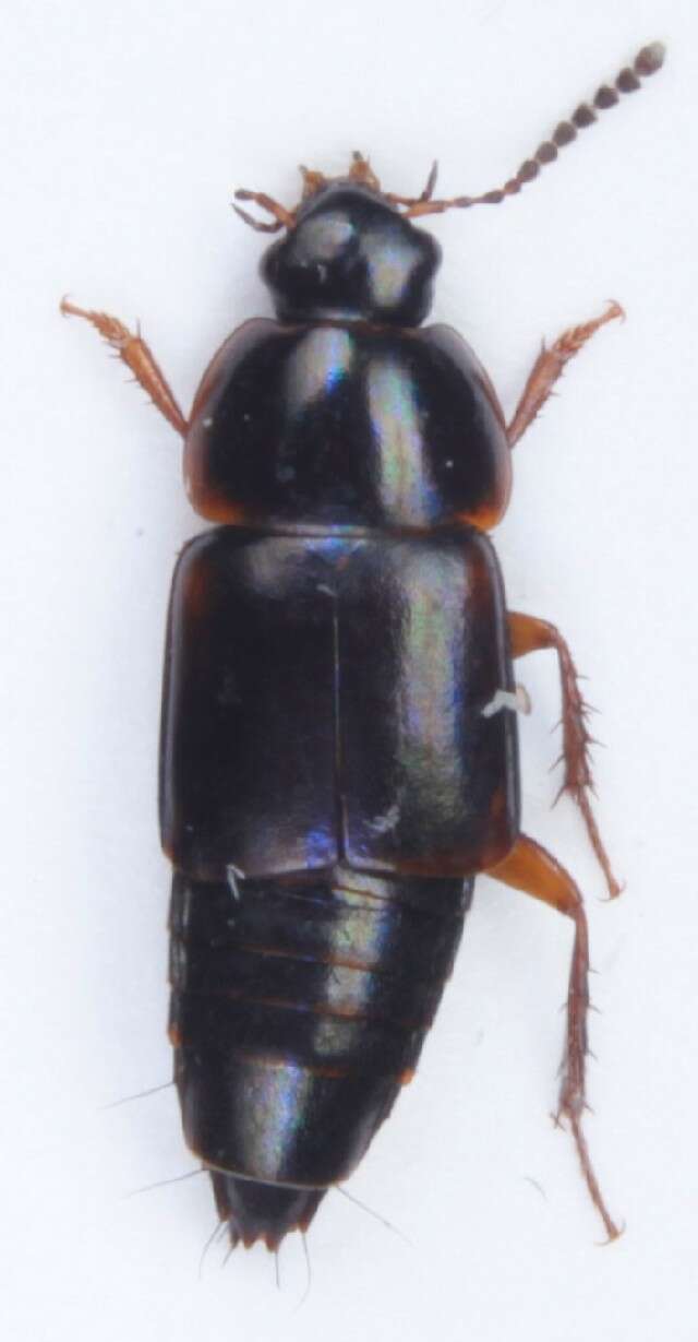 Image of Tachinus (Tachinus) pallipes (Gravenhorst 1806)