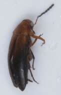 Image of <i>Anaspis arctica</i>