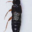 Image of Atheta (Atheta) brunneipennis (Thomson & C. G. 1852)