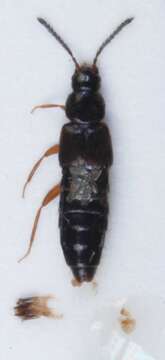 Image of Atheta (Atheta) brunneipennis (Thomson & C. G. 1852)