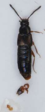 Image of Atheta (Atheta) brunneipennis (Thomson & C. G. 1852)