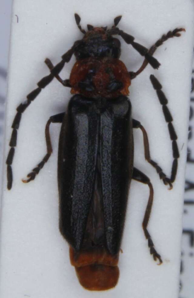 Image of Silis ruficollis