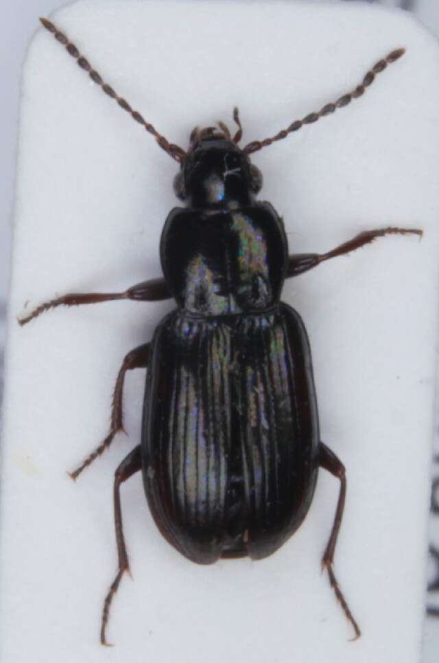 Image de Pterostichus (Phonias) diligens (Sturm 1824)