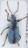 صورة Phyllobius (Dieletus) argentatus Linnaeus 1758