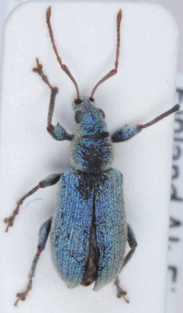 Phyllobius (Dieletus) argentatus Linnaeus 1758 resmi