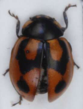 Image of hieroglyphic ladybird