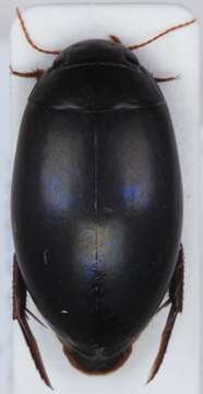 Image of Ilybius quadriguttatus (Lacordaire 1835)