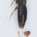 Image of <i>Atheta vilis</i>