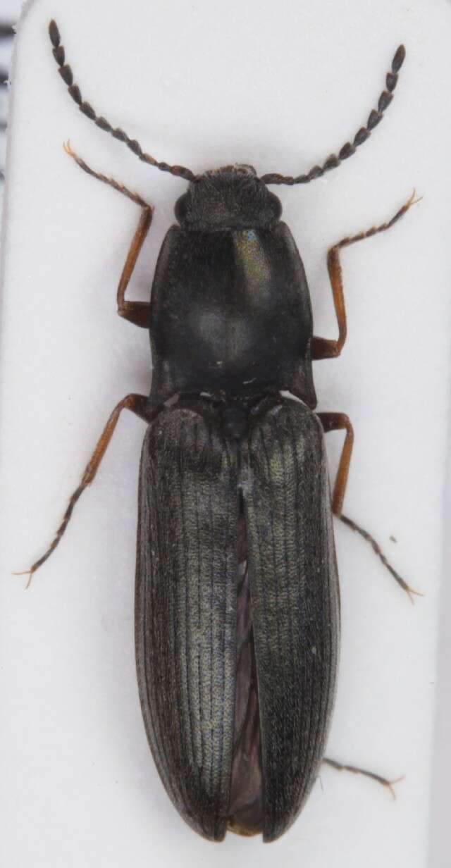 Image of <i>Aplotarsus incanus</i>