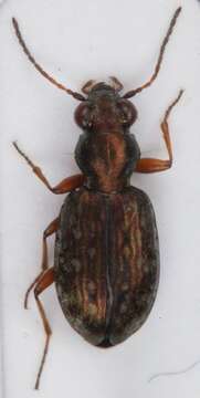 صورة Asaphidion pallipes (Duftschmid 1812)