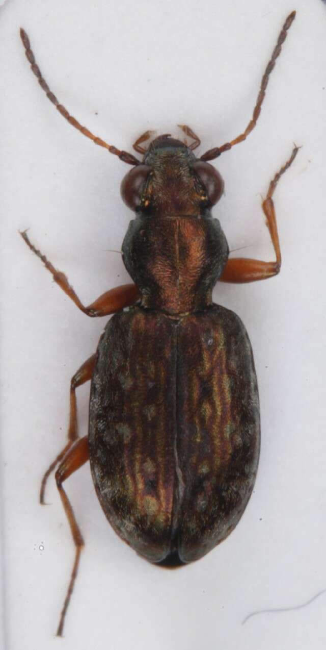 Plancia ëd Asaphidion pallipes (Duftschmid 1812)