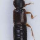 Image of Bledius (Bargus) erraticus Erichson 1839