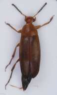 Image of <i>Anaspis flava</i>