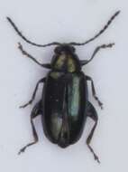 Image of <i>Phyllotreta nigripes</i>