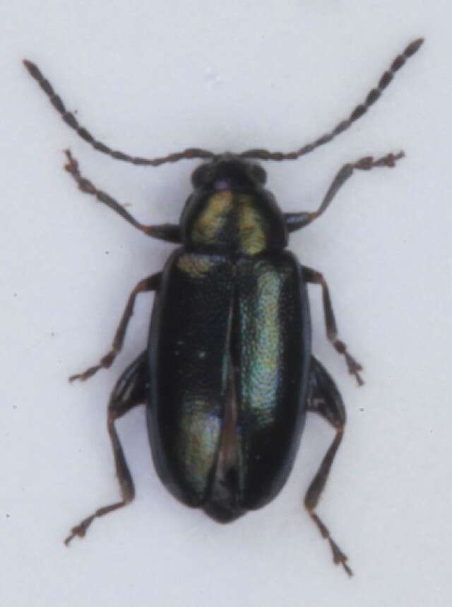 Image of <i>Phyllotreta nigripes</i>