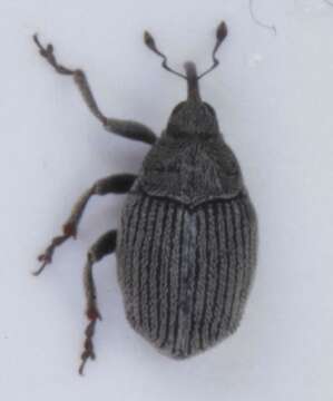 Слика од Ceutorhynchus pulvinatus Gyllenhal ex Faldermann 1837