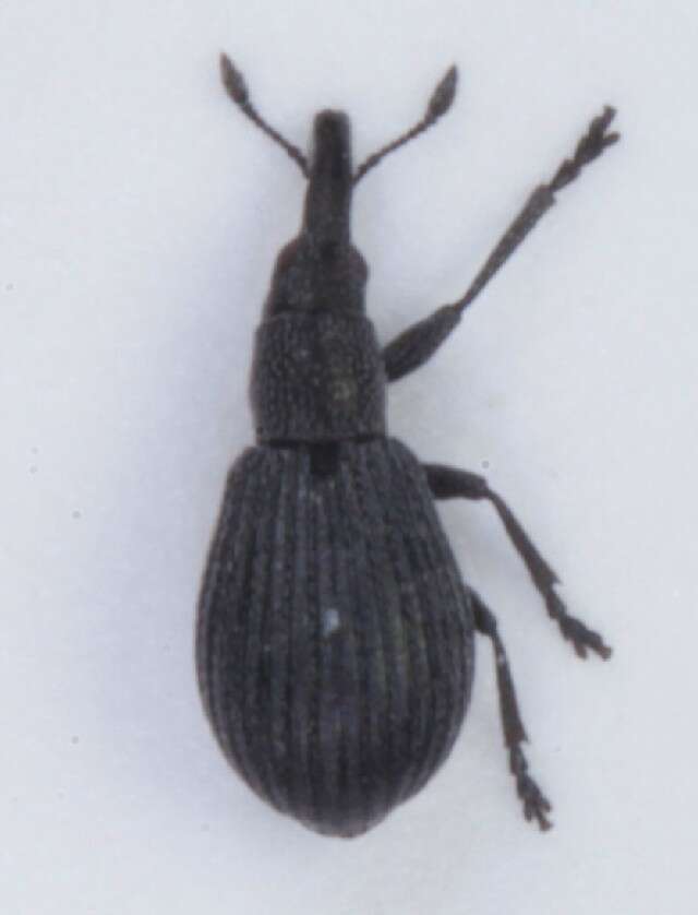 Image of <i>Perapion curtirostre</i>