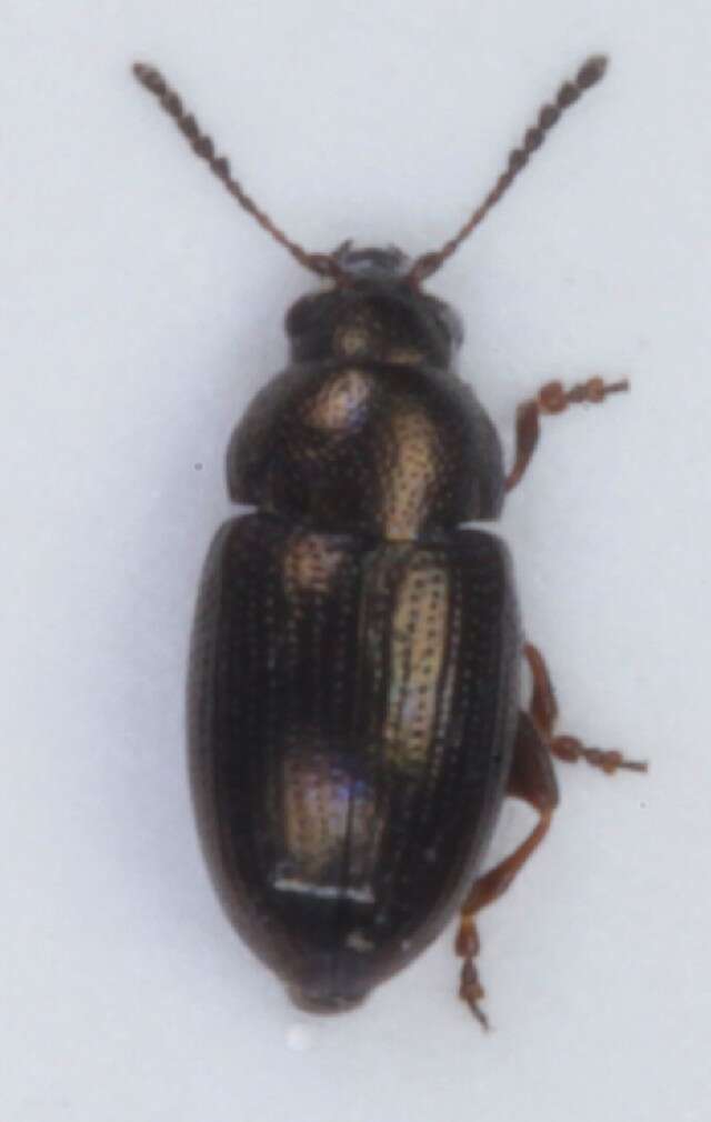 Image of Flea beetle