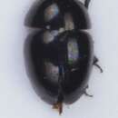 Image of <i>Phalacrus championi</i>